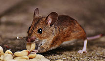 24 Hour & Emergency Exterminators in Farmersburg, IN